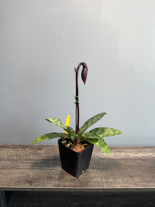Paphiopedilum (Hilo Magic Ruby x Mem. Serafin Perez) IN BLOOM