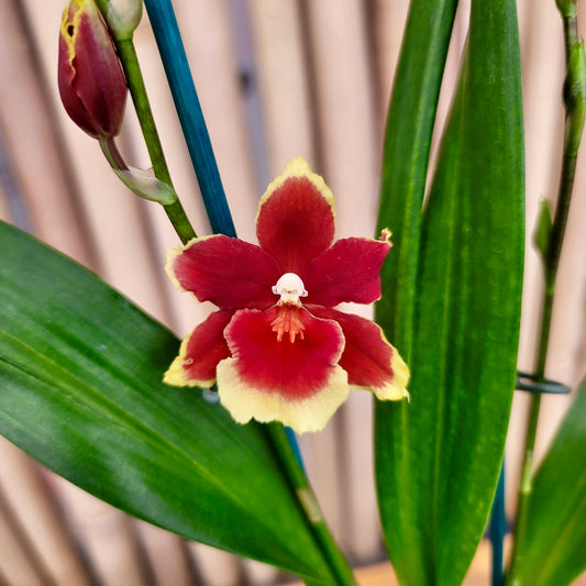 Oncidopsis Crimson Pride ‘MAC136’ DOUBLE SPIKES (Bud/Bloom)