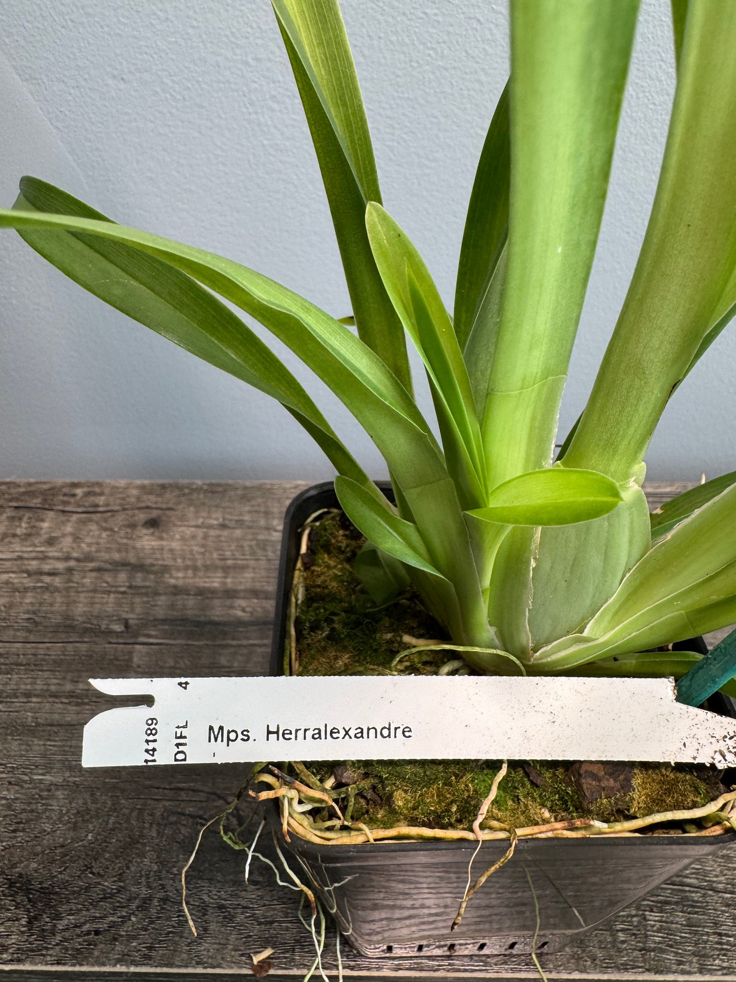 Miltoniopsis Herr Alexandre IN SPIKE/BUD