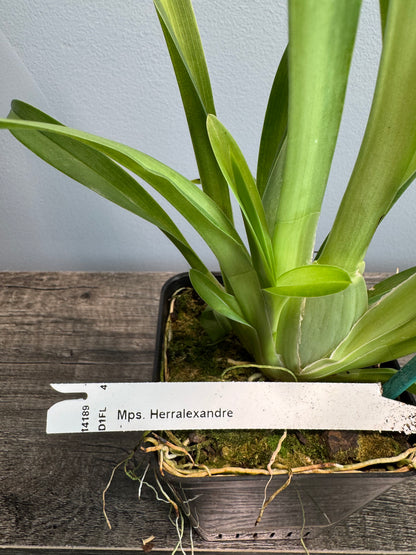 Miltoniopsis Herr Alexandre IN SPIKE/BUD