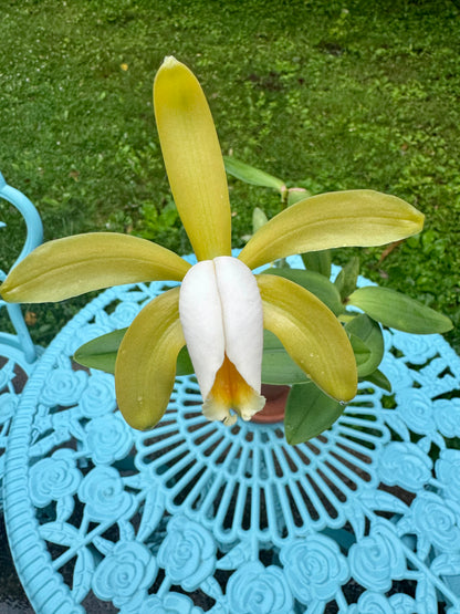 Cattleya forbesii BS BR Division