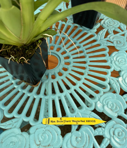 Miltoniopsis Snow Charm ‘Mauna Kea’ BS