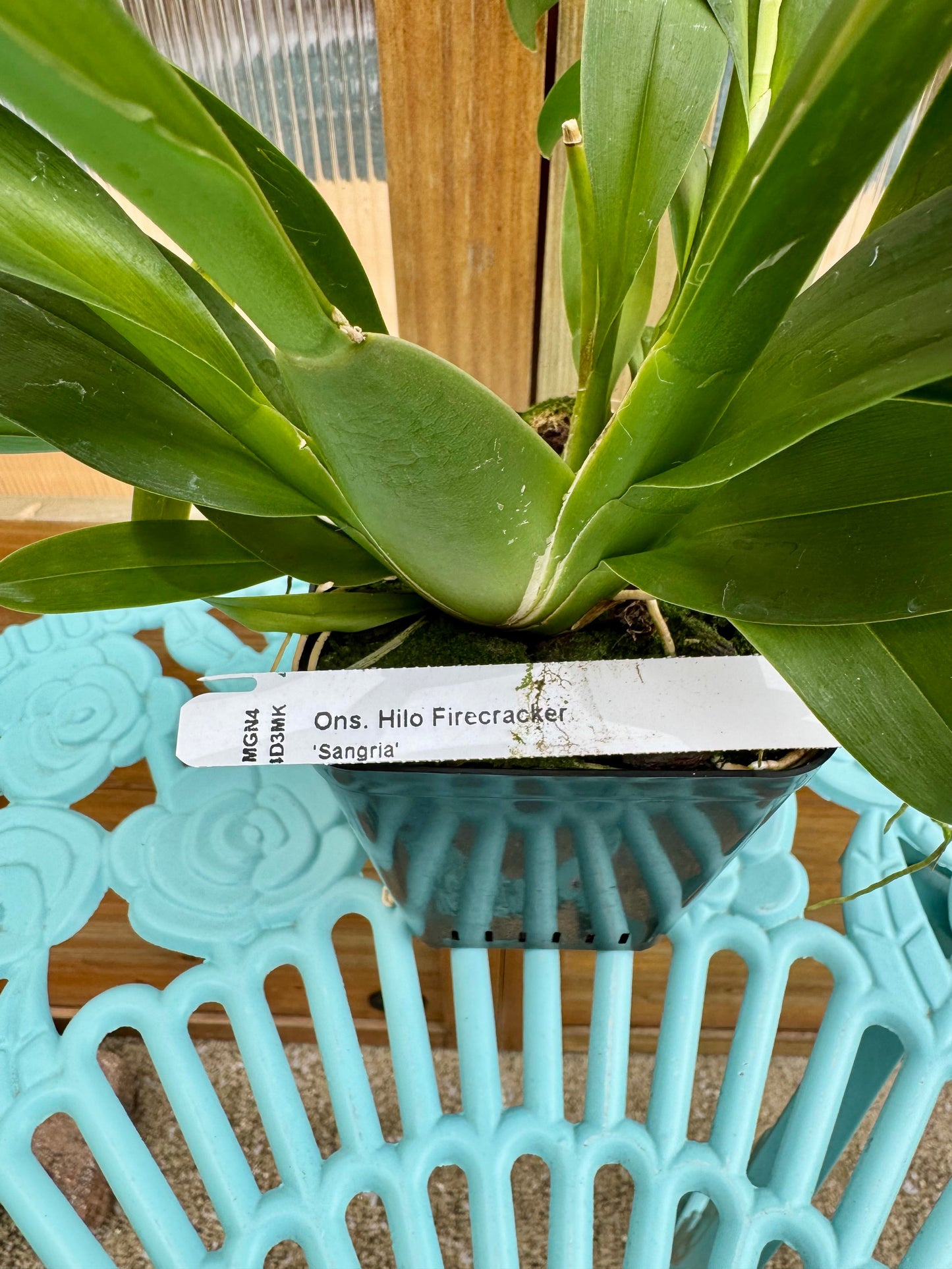 Oncostele Hilo Firecracker ‘Sangria’ IN SPIKE/BUD