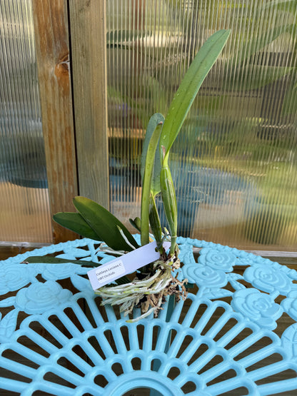 Cattleya Luciana C BS BR