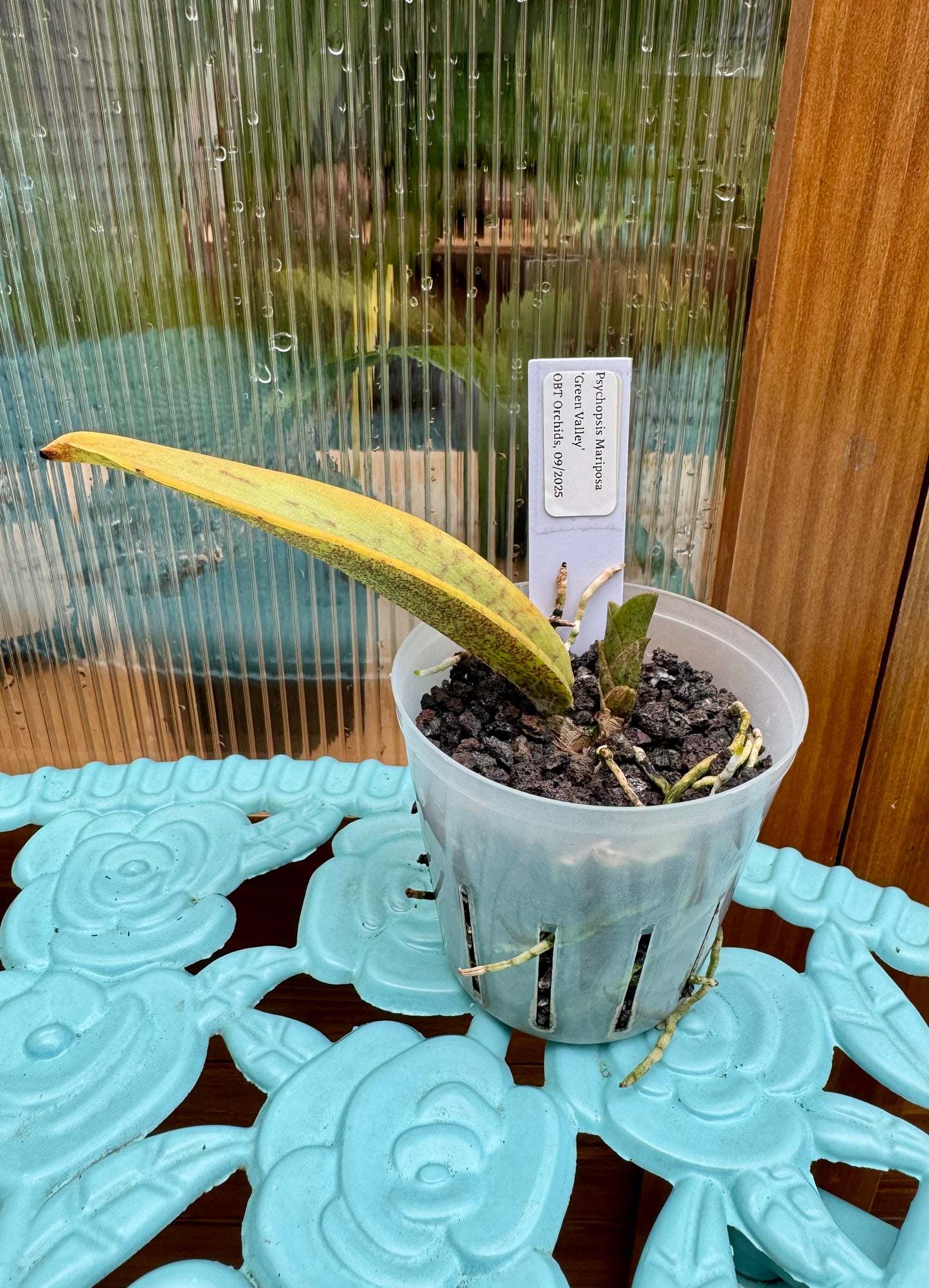 Psychopsis Mariposa ‘Green Valley’ SPIKING