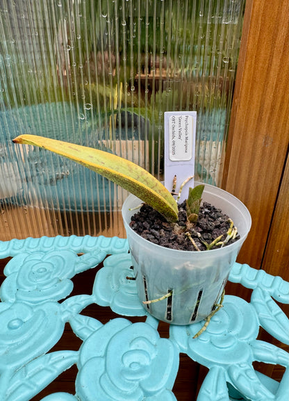 Psychopsis Mariposa ‘Green Valley’ SPIKING