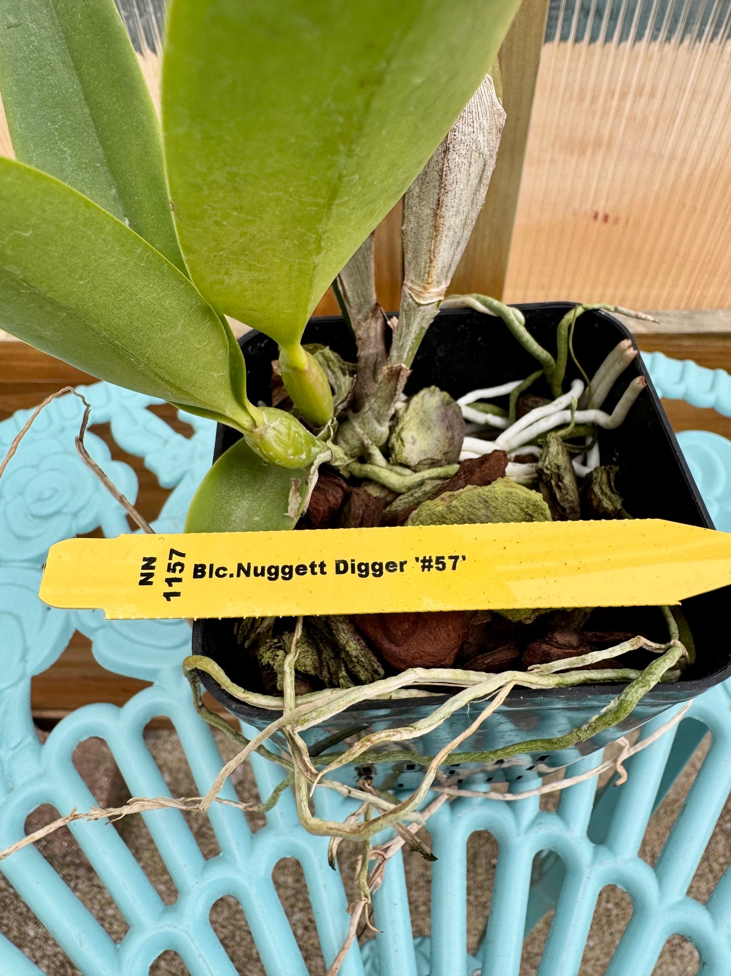 Blc. Nuggett Digger BS FRAGRANT