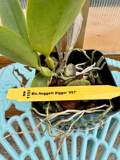 Blc. Nuggett Digger BS FRAGRANT