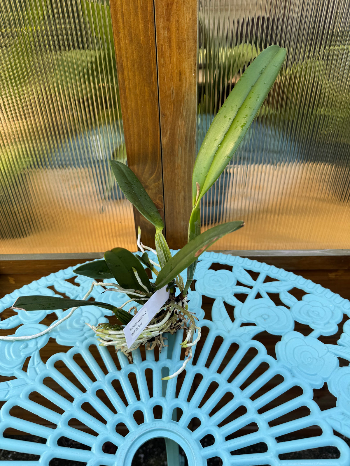 Cattleya Luciana C BS BR