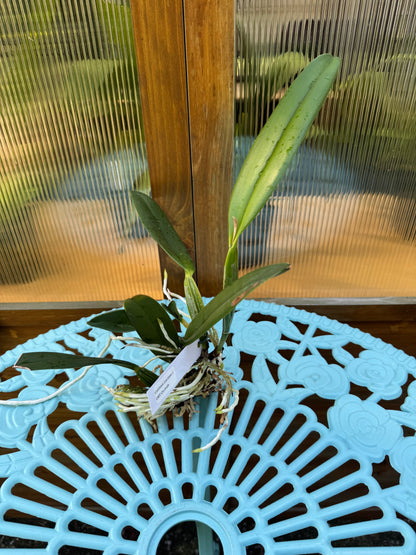 Cattleya Luciana C BS BR