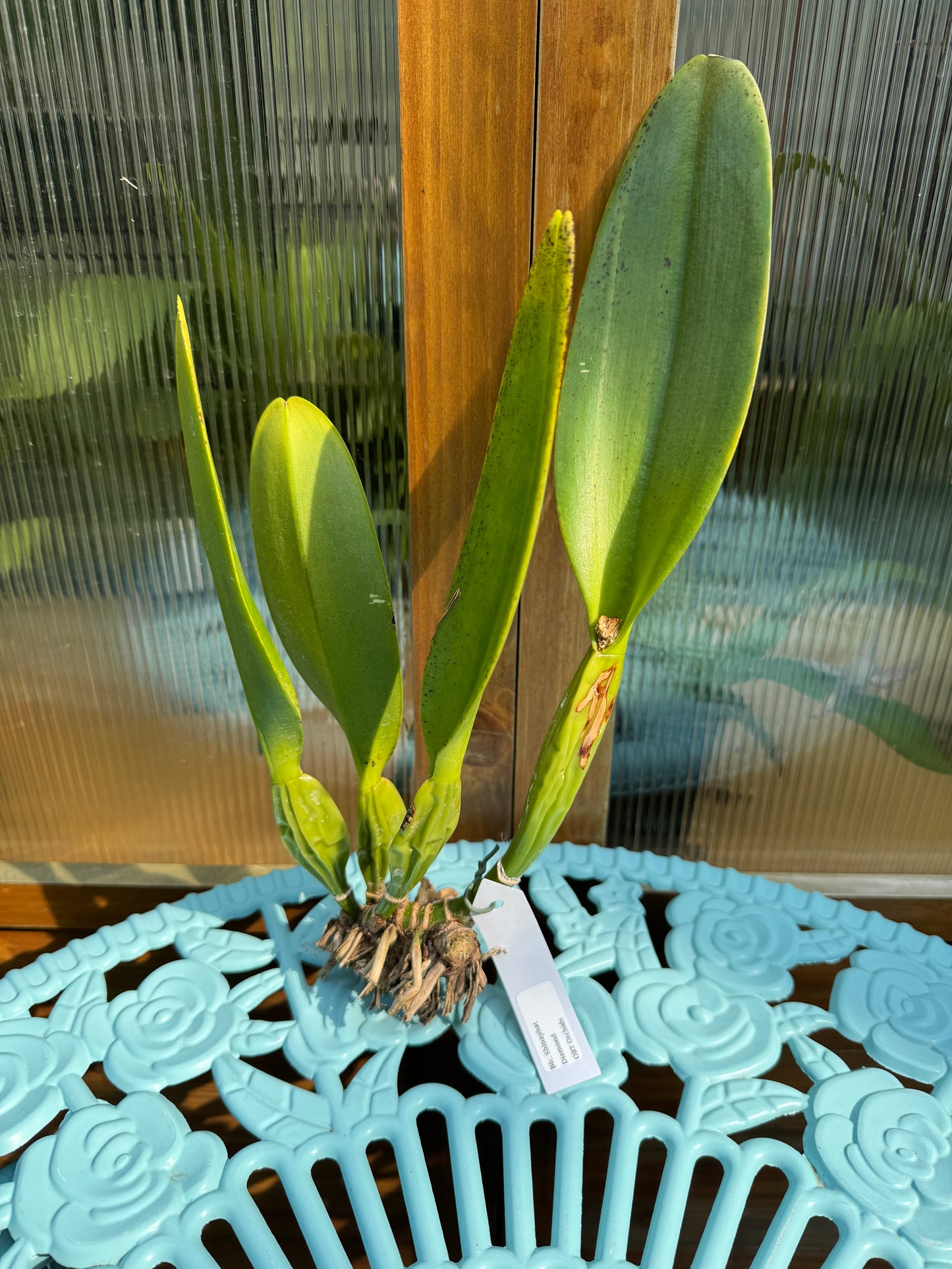 Blc. Shinaphat Diamond BS BR Division