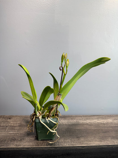 Potinara Shin Shiang Diamond ‘Tai Young #1’ IN BUD