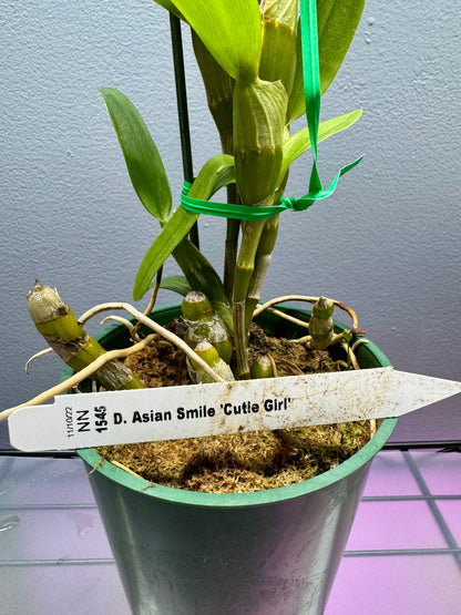 Dendrobium Asian Smile BS FRAGRANT