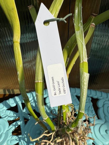 Blc. Golf Green ‘Jade Lace’ BS BR Division