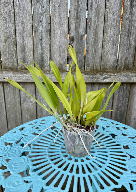 Brassocattleya Taiwan Big Lip ‘Ta-Hsin’ IN SHEATH, XL Plant