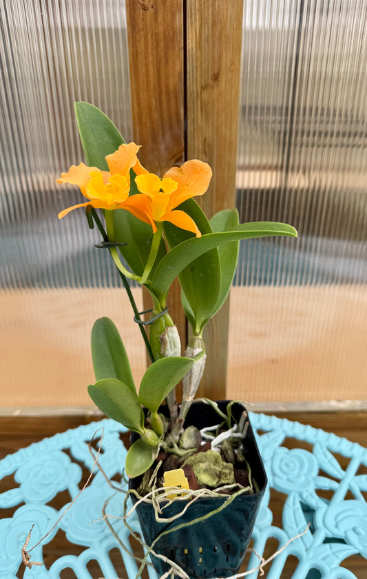 Blc. Nuggett Digger BS FRAGRANT