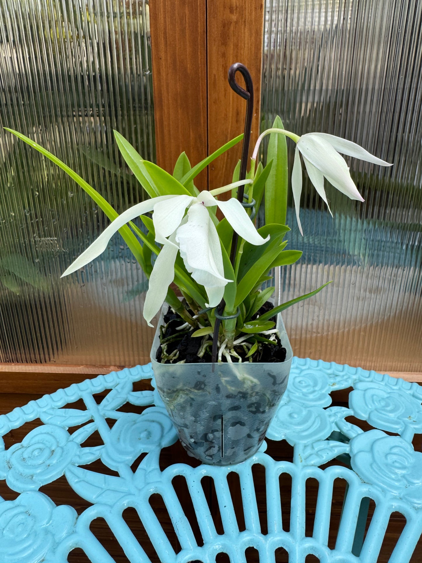 Caulavola Colmanii BS