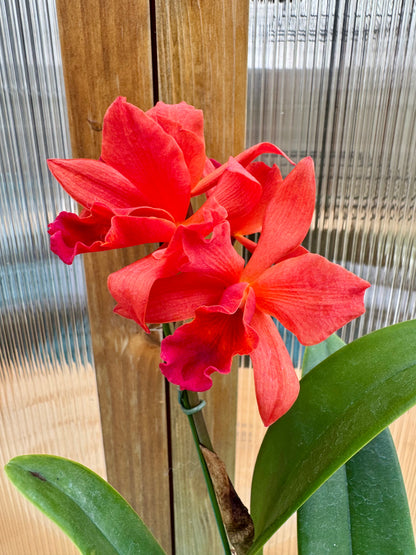 Lc. Fire Dance ‘Patricia’ BS COMPACT