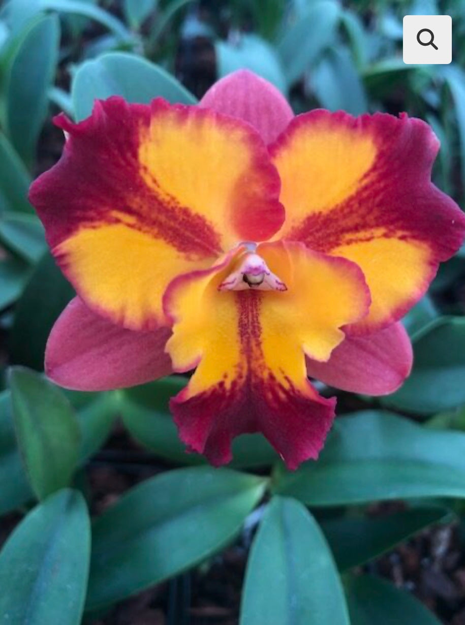 Potinara Burana Fire ‘Momilani’ NBS