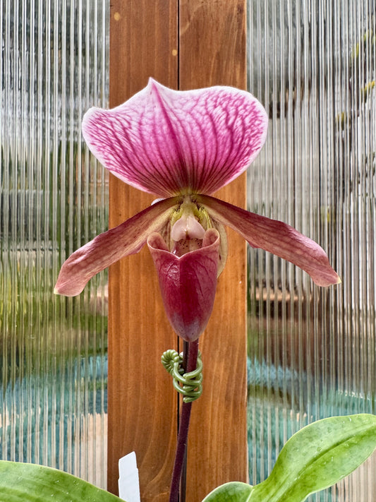 Paphiopedilum (Hilo Magic Ruby x Mem. Serafin Perez) IN BLOOM