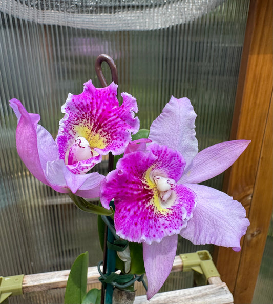 Potinara Hsinying Pink Doll ‘Pink Doll’ BS