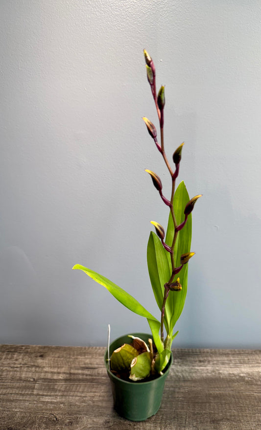 Oncidium Wildcat ‘Golden Red Star’ Division- IN BUD