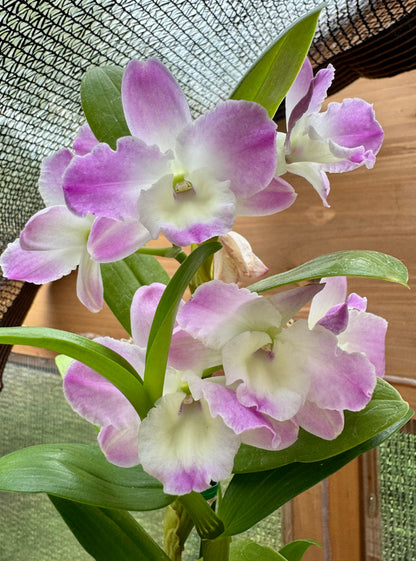 Dendrobium Violet Fizz ‘Luna’ IN BUD FRAGRANT