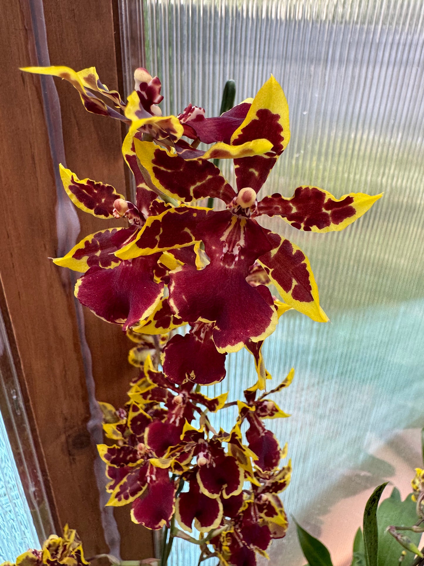 Oncidium Dorothy Wisnom ‘Golden Gate’ IN SPIKE/BUD