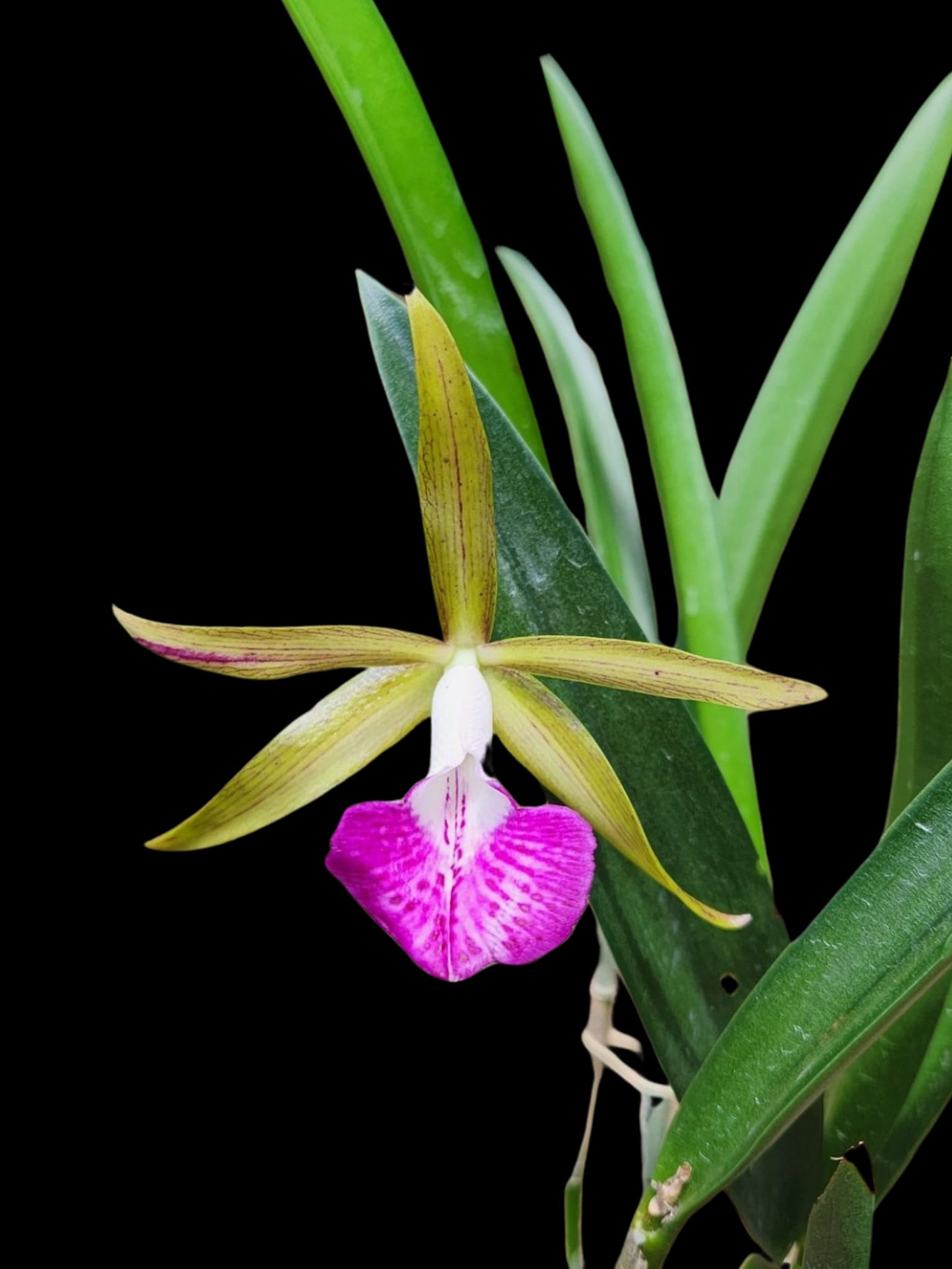 Bc. Tigrinodosa x C. Peckhaviensis BS