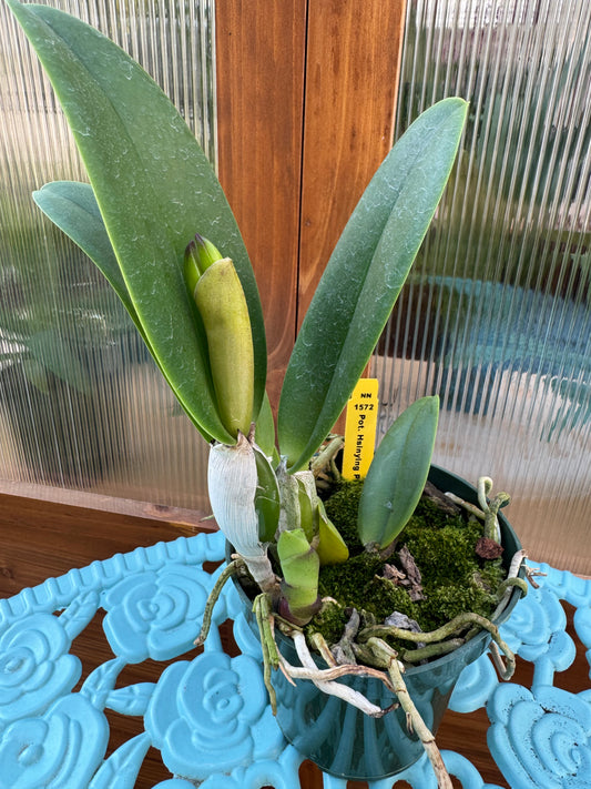 Potinara Hsinying Pink Doll ‘Pink Doll’ BS