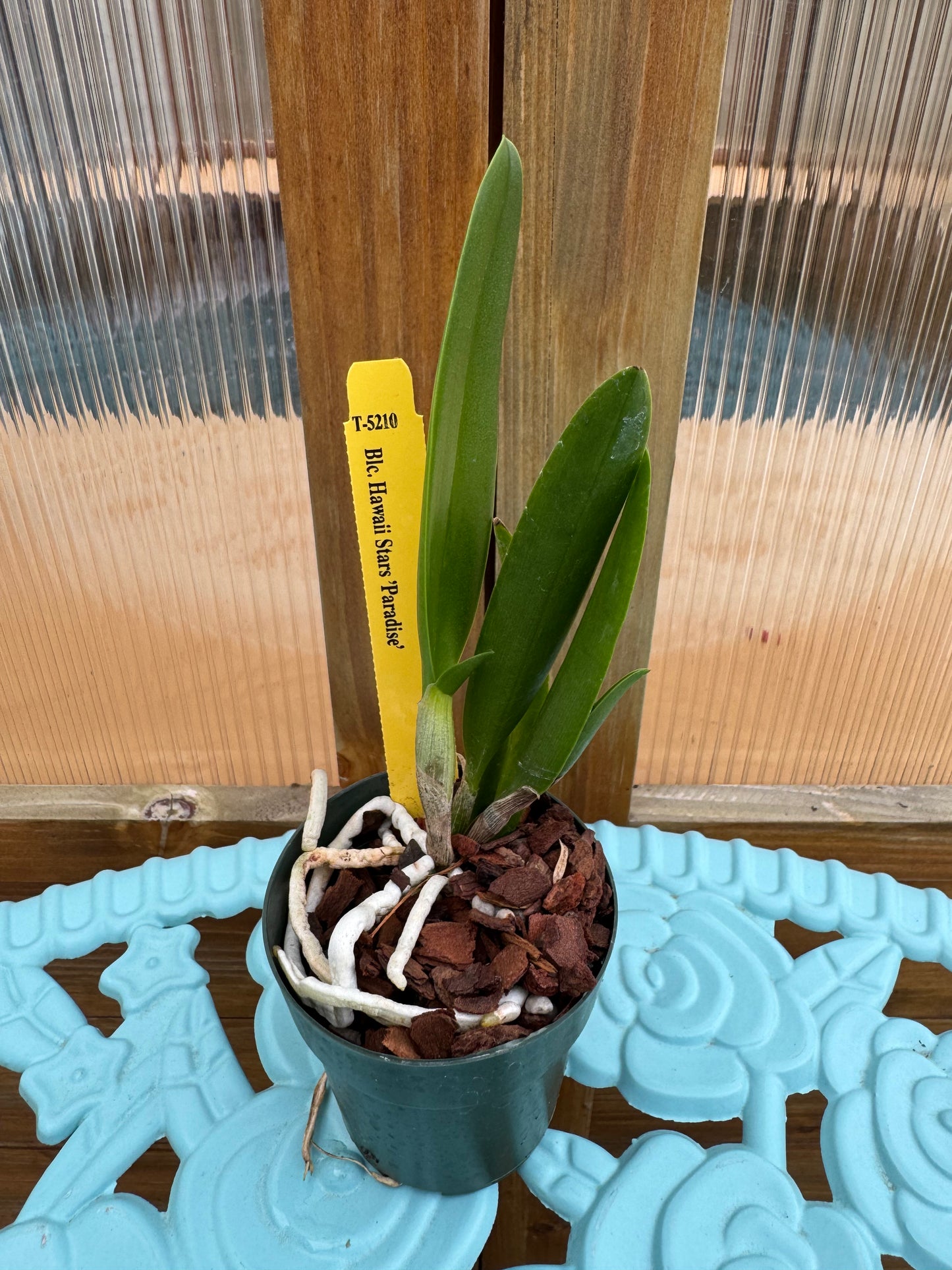 Blc. Hawaiian Stars ‘Paradise’ Seedling