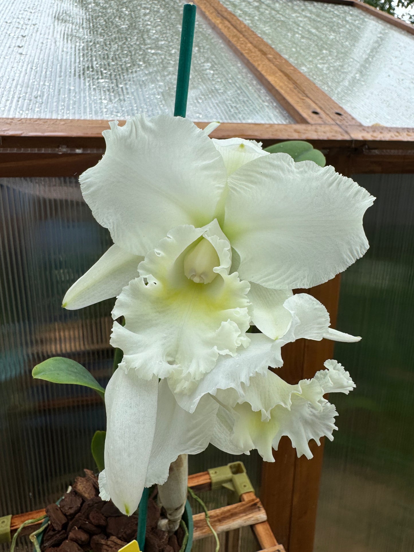 Cattleya White Reception ‘NN’ IN SHEATH/BUD
