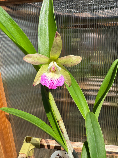 Bc Walter August x C Jungle Eyes IN BUD/BLOOM